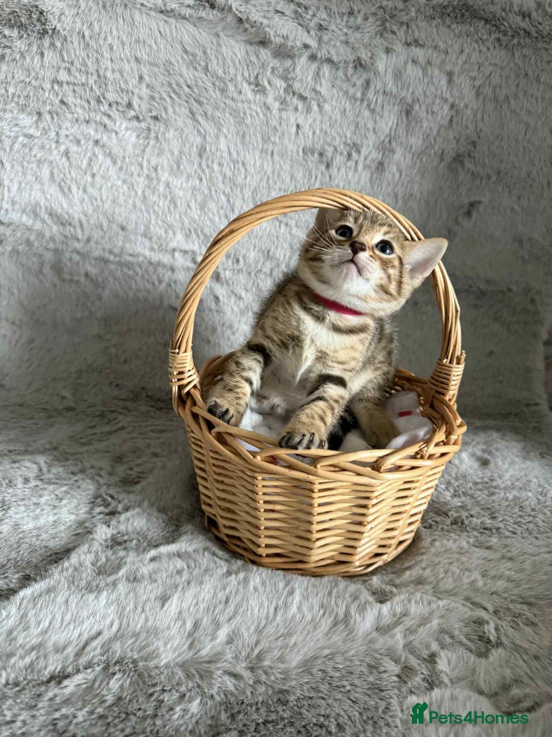 Bengal cats for sale: Stunning bengal kittens for sale to loving home - Image 26