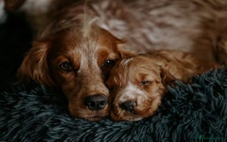 Cocker Spaniel dogs for sale: Stunning Cocker Spaniels - Image 7