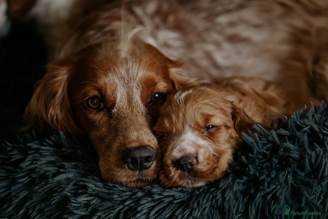 Cocker Spaniel dogs for sale: Stunning Cocker Spaniels - Image 7
