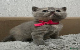British Shorthair cats for sale: Beautiful BSH Kittens  - Advert 27