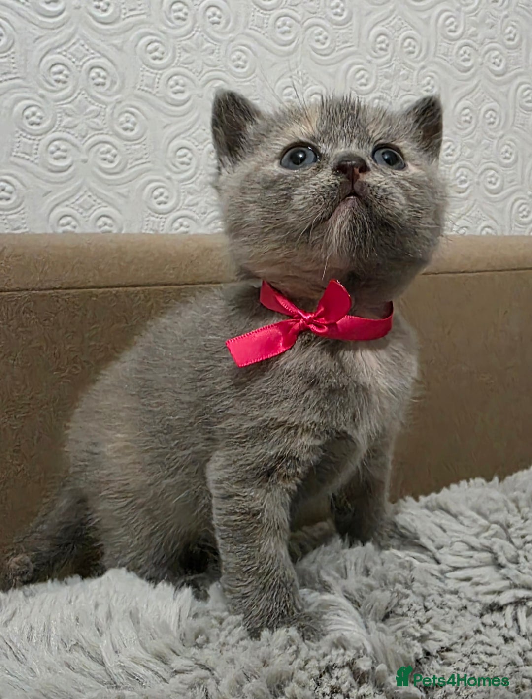 British Shorthair cats for sale: Beautiful BSH Kittens  - Advert 27