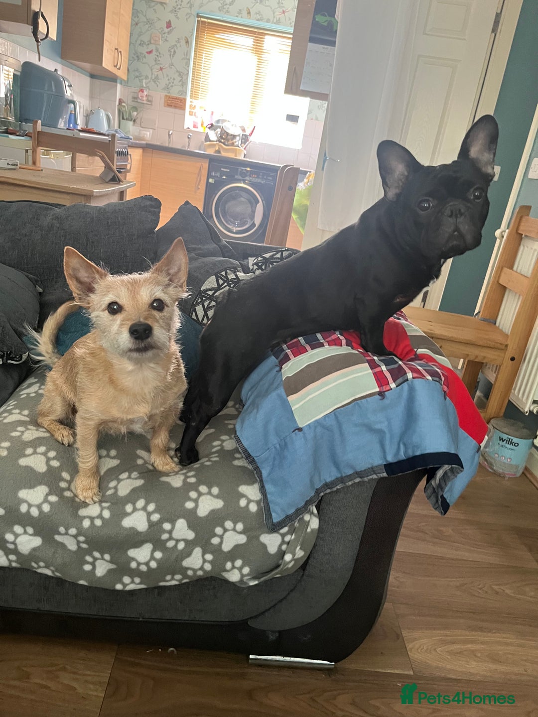 French Bulldog dogs for stud: Beautiful Kali Pack  - Image 8