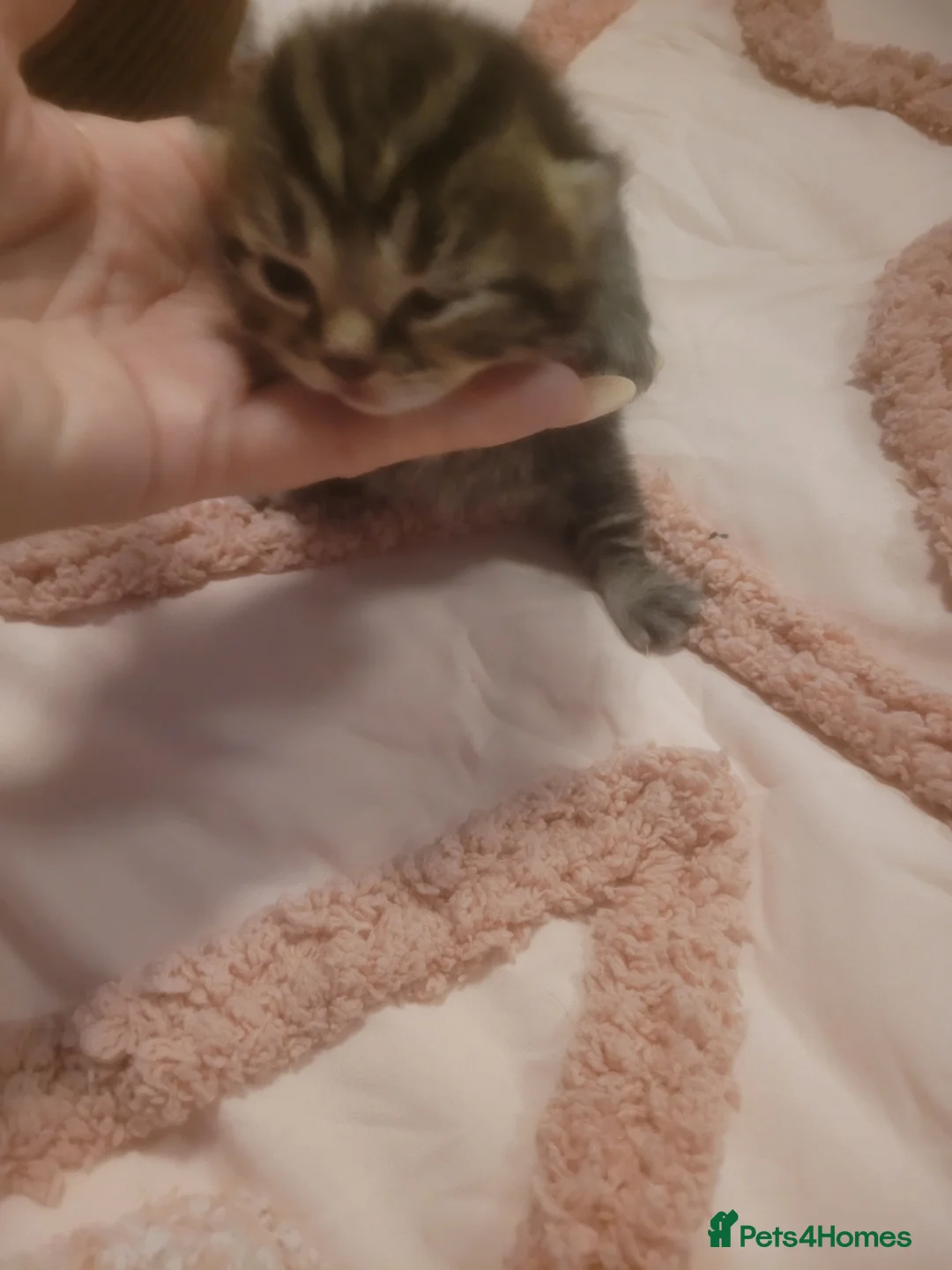Mixed Breed cats for sale: Stunning Norwegian x tabby British blue kittens  - Advert 12