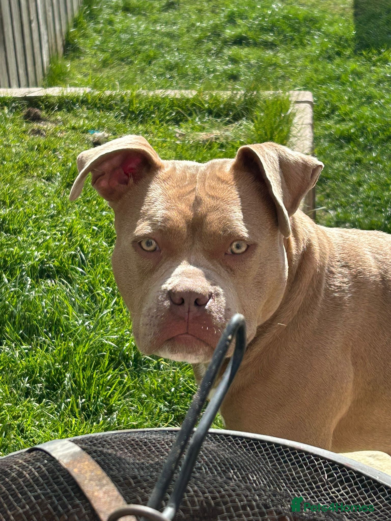 American Bully dogs 11 month old puppy - Advert 6