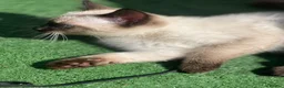Siamese cats for sale: Ready Now – Stunning Blue-Eyed Siamese Kittens  - Advert 6