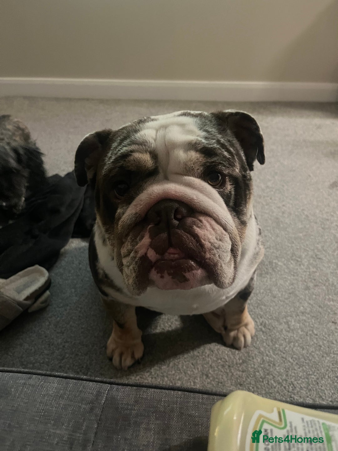 English Bulldog dogs for sale: British Bull Dog - Advert 1