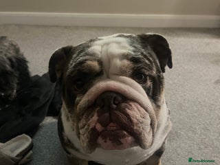 English Bulldog dogs British Bull Dog - Advert 1