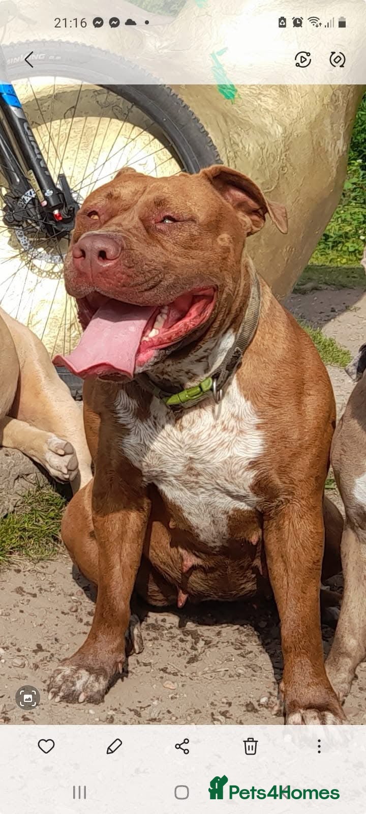 Mixed Breed dogs Mastiff x Serbian - Advert 1