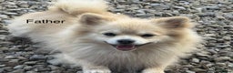 Pomeranian dogs for sale: Pomeranian puppies - Advert 12