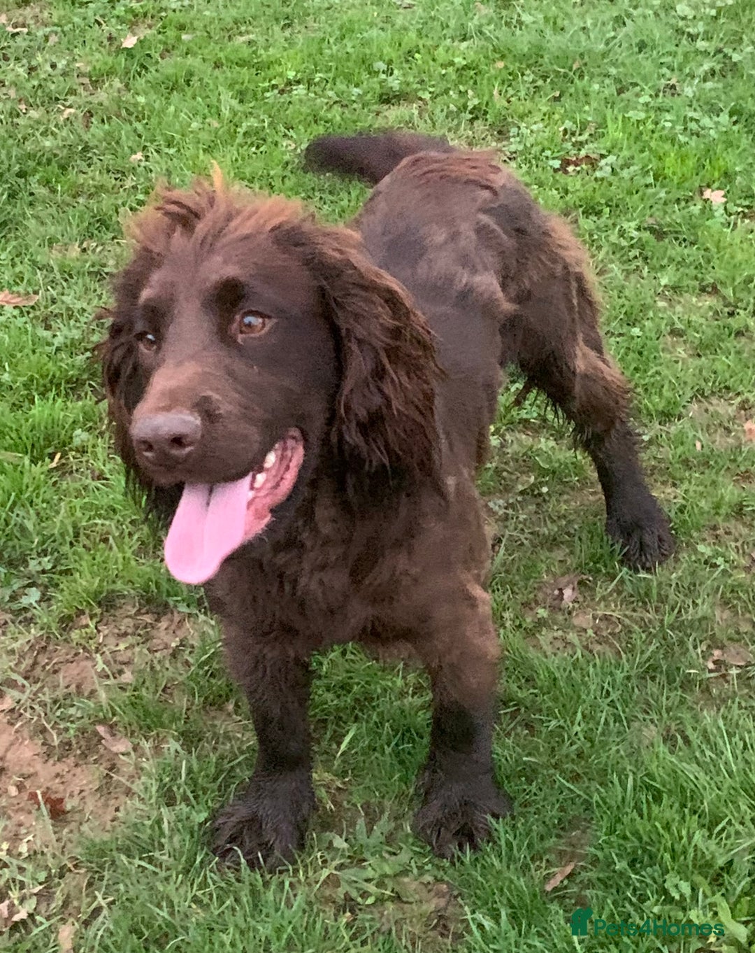 Cocker Spaniel dogs for stud: Boris (Bryn Rhos Major) for stud in Ammanford - Advert 8