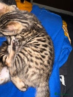 Bengal cats Snow Lynx, Marble & Brown Rosette Bengals - Advert 1