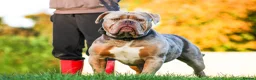 Olde English Bulldogge dogs for sale: Olde English bulldogge - Advert 4