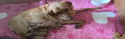 Labrador Retriever dogs for sale: ‼️Gorgeous DARK fox red Labrador puppies‼️ - Advert 21