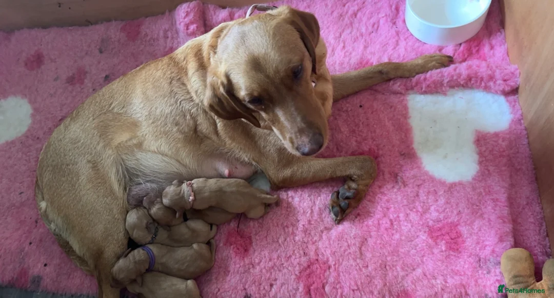 Labrador Retriever dogs for sale: ‼️Gorgeous DARK fox red Labrador puppies‼️ - Advert 21