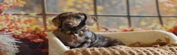 Miniature Dachshund dogs for sale: Chocolate dapple girl  - Advert 4