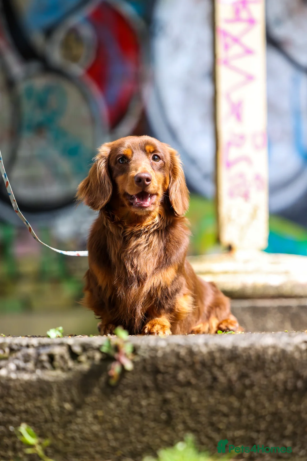 Miniature Dachshund dogs for stud: SLINKY (stud) in Liverpool - Advert 10