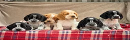 Bocker dogs for sale: STUNNING COCKER X BEAGLE PUPPIES  - Advert 3