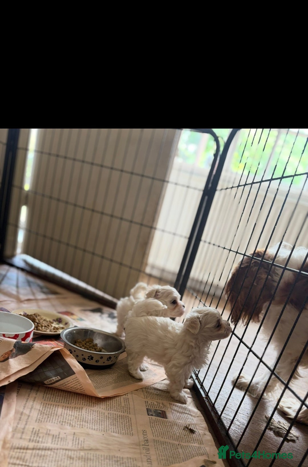 Maltese dogs for sale: 𝐓𝐢𝐧𝐲 𝐊𝐨𝐫𝐞𝐚𝐧 𝐌𝐚𝐥𝐭𝐞𝐬𝐞 𝐩𝐮𝐩𝐬 🐶  - Image 2