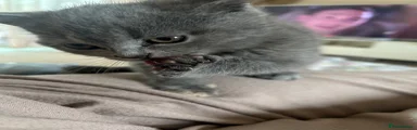 British Shorthair 1
