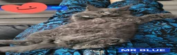 Maine Coon cats for sale: 3 Beautiful Maine coons  - Advert 5