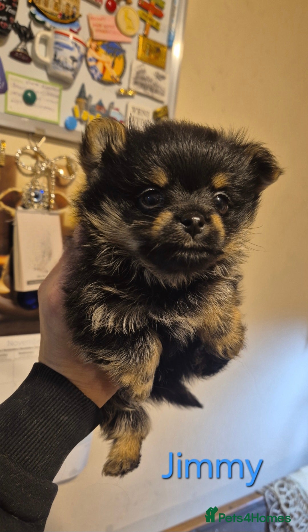 Mixed Breed dogs for sale: For sale my Toy Yorkshire&Pomeranian puppies 🐶  - Advert 9