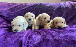 Golden Retriever dogs for sale: Gorgeous chunky golden retriever puppies - Image 6