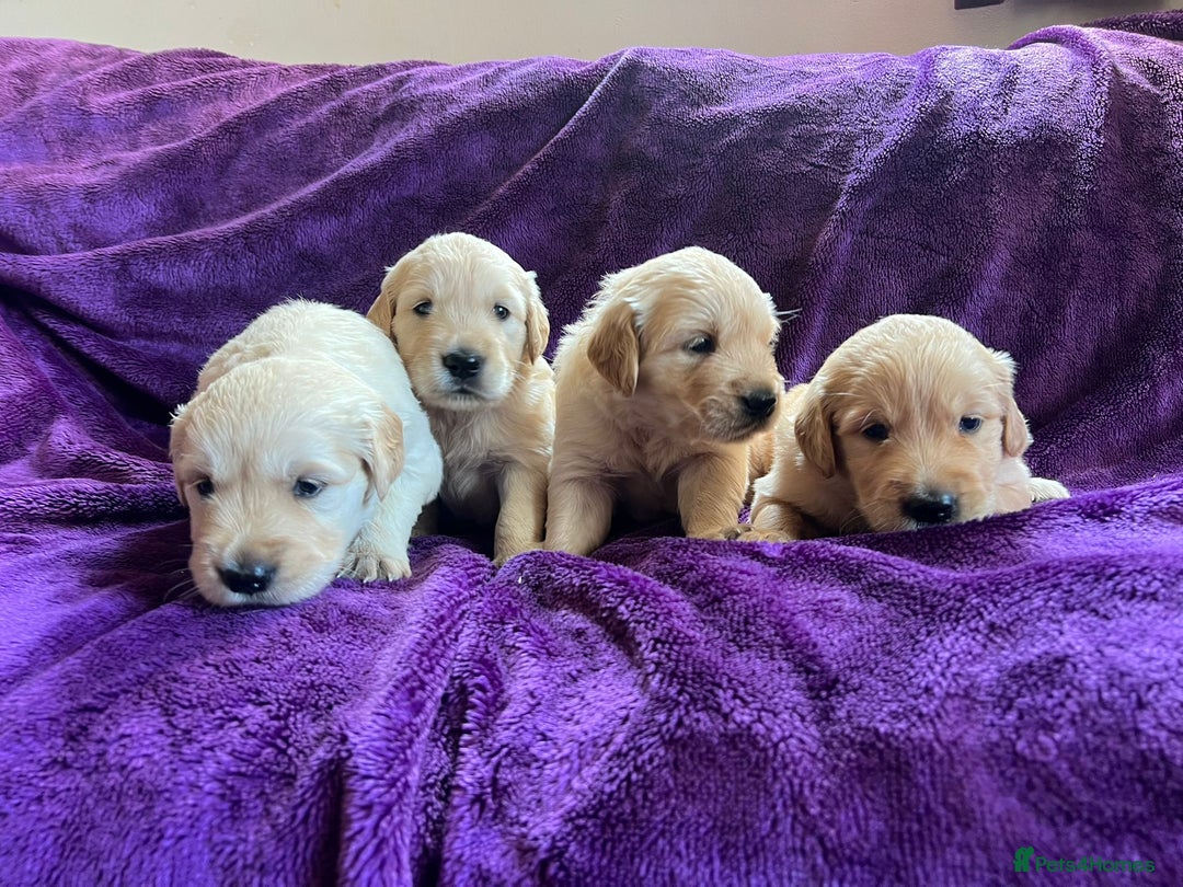 Golden Retriever dogs for sale: Gorgeous chunky golden retriever puppies - Image 6