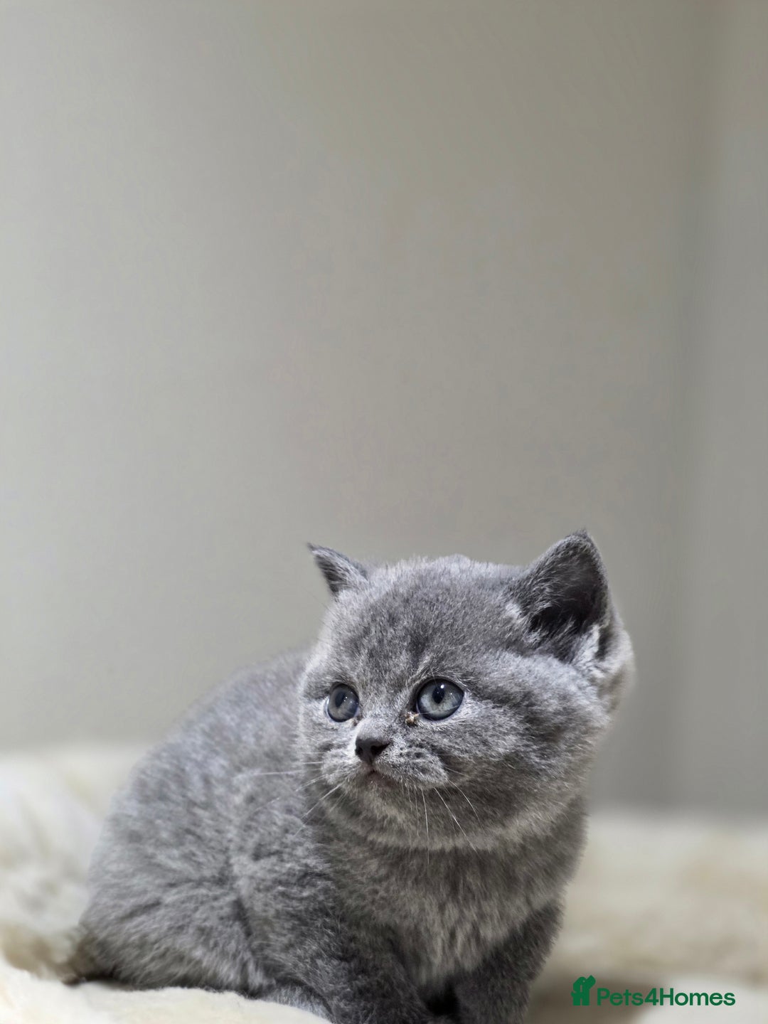 Scottish Fold cats for sale: 3 beautiful female scottish fold & straights 😍🎀 - Advert 20