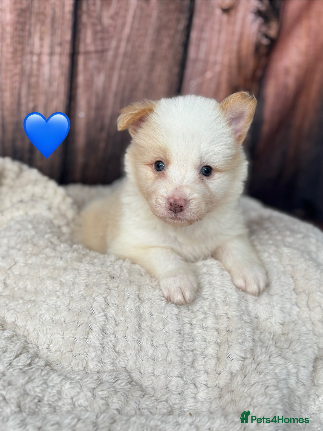 Border Collie dogs for sale: Quality Show Line KC Border Collie Males💙 - Image 7