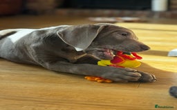 Labrador Retriever dogs for sale: 🩶 Silver & Charcoal Labrador Puppies - Image 9