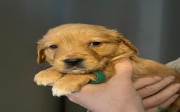 Golden Retriever dogs for sale: KC Registered - Golden Retriever Pups  - Image 17