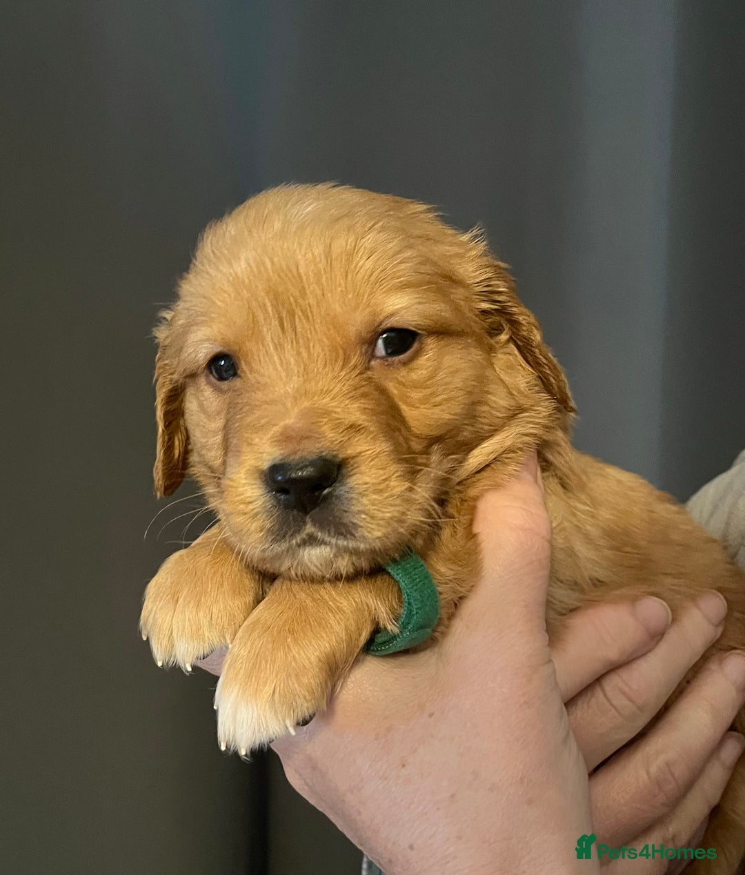 Golden Retriever dogs for sale: KC Registered - Golden Retriever Pups  - Image 17