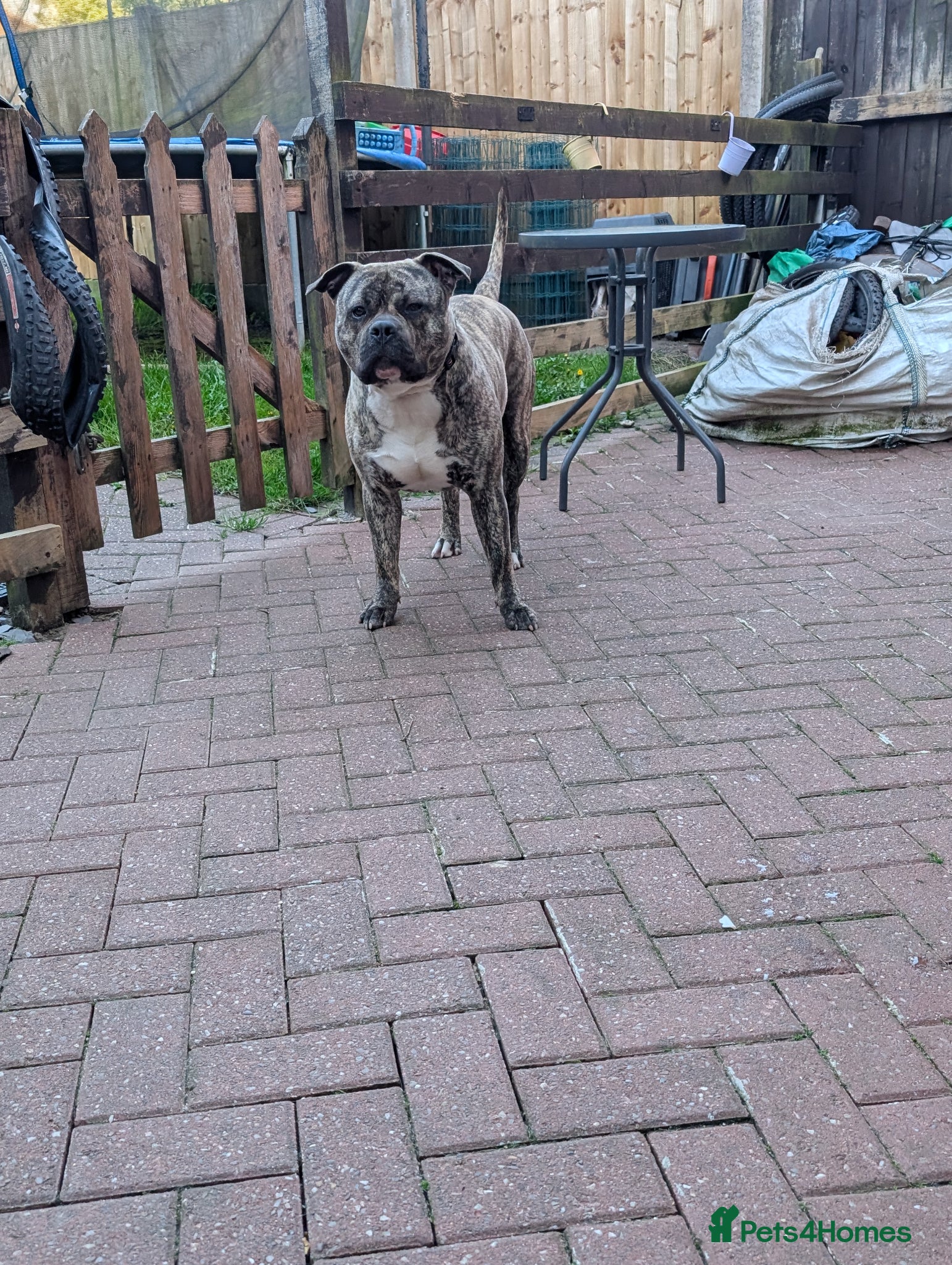 Mixed Breed dogs Bull mastiff X  - Advert 17