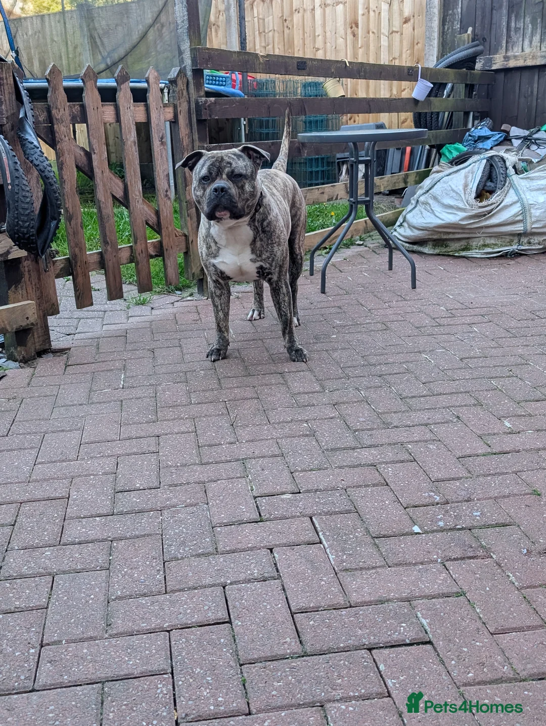 Mixed Breed dogs for sale: Bull mastiff X  - Advert 1