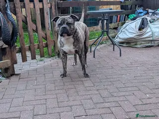 Mixed Breed dogs Bull mastiff X - Advert 17