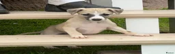 Whippet dogs for sale: Beautiful KC Whippet boy Puppy  - Advert 24