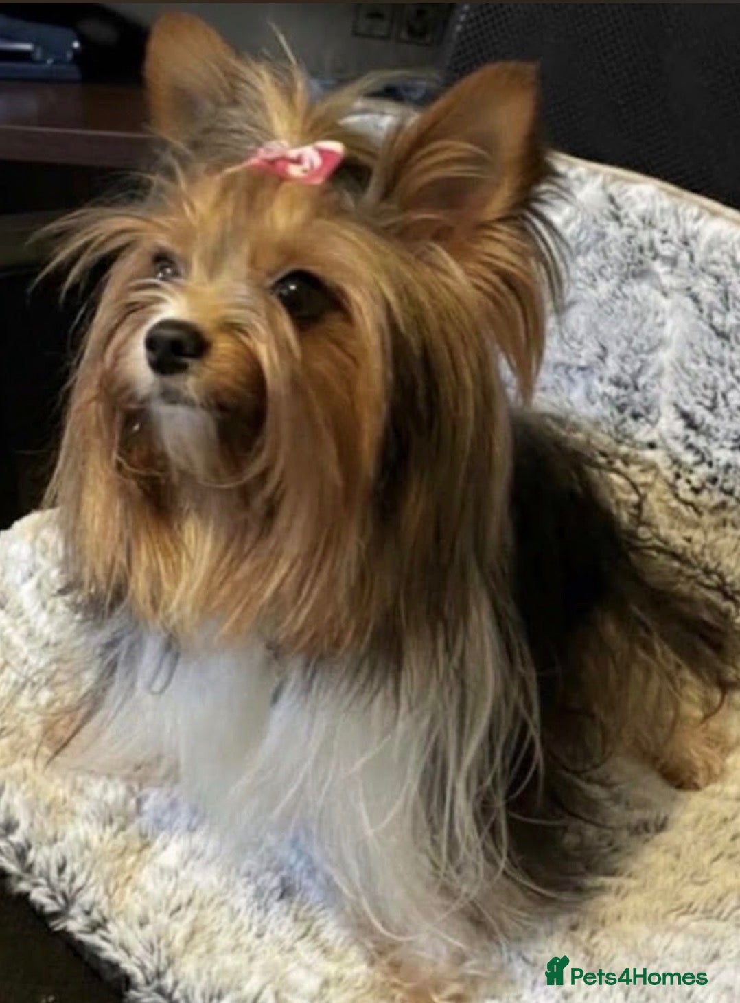 Yorkshire Terrier dogs for sale: 🐾 3 Adorable Biewer Yorkshire Terriers🐾 - Advert 1