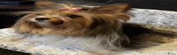 Yorkshire Terrier dogs for sale: 🐾 3 Adorable Biewer Yorkshire Terriers🐾 - Advert 4