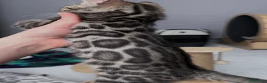 Bengal Kitten 2