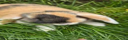 Mini Lop rabbits for sale: Rabits in Maldon - Advert 6