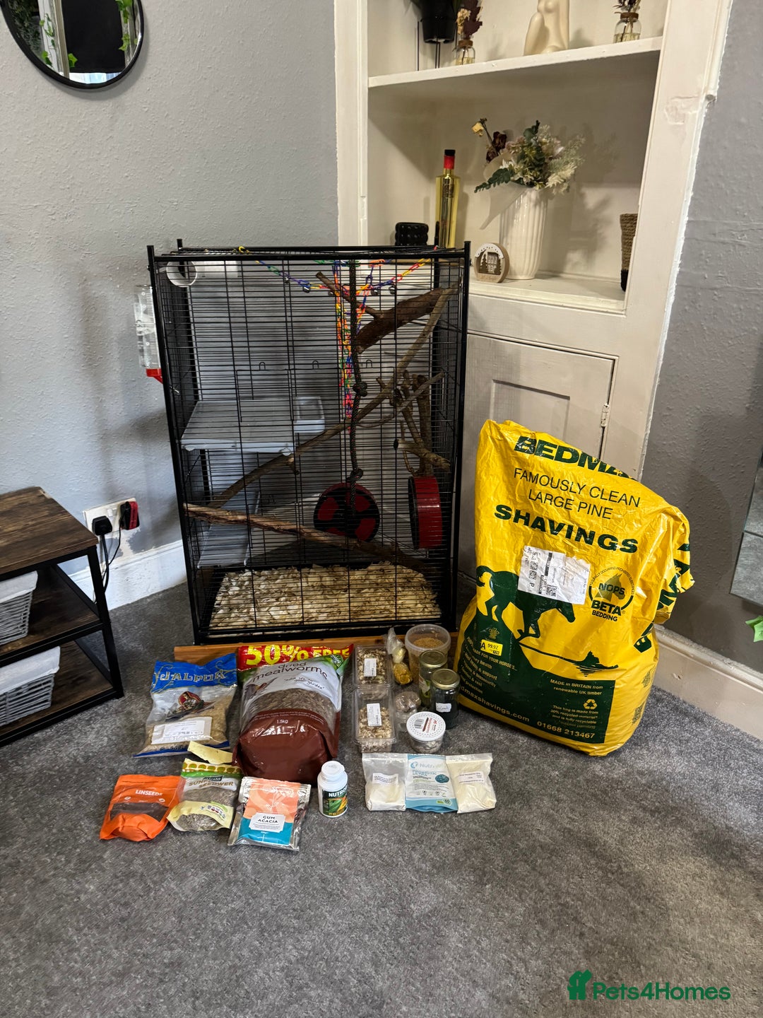 Sugar Glider rodents for sale: Two sugar gliders and full set up - Image 2