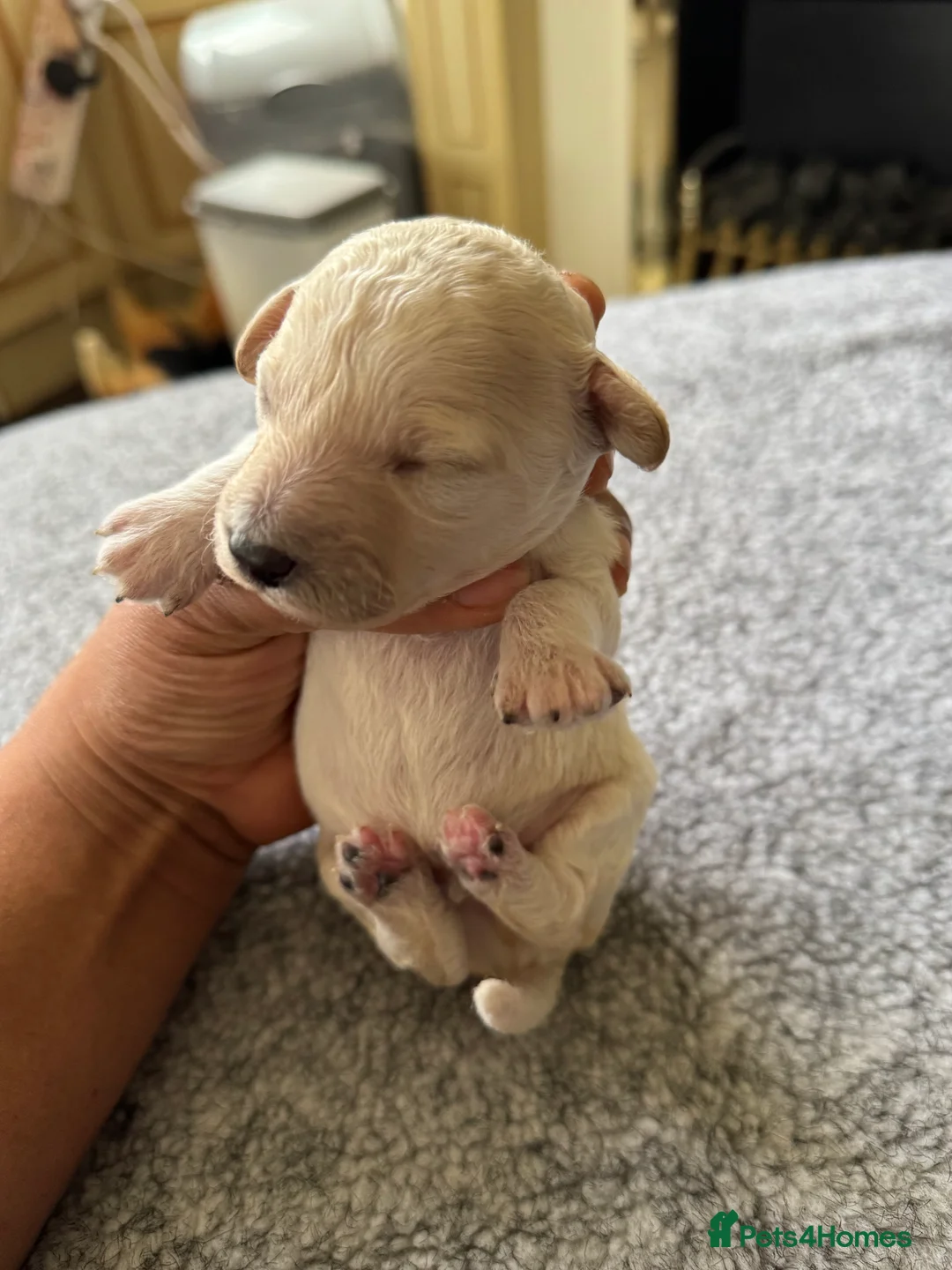 Miniature Poodle dogs for sale: Pedigree KC registered miniature poodle  - Advert 4