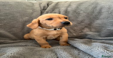 Labrador Retriever dogs - Advert 1