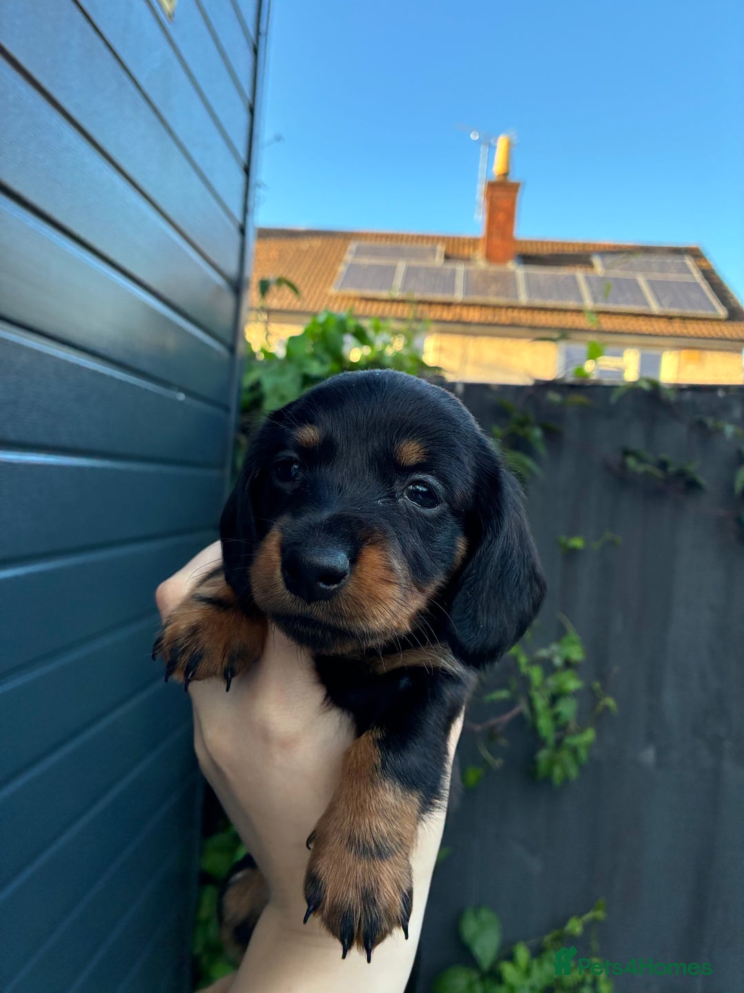Miniature Dachshund dogs for sale: miniature dachshund pups - Image 2