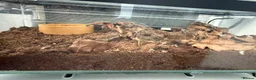 Tarantulas invertebrates for sale: Mexican fire leg tarantula  - Advert 3