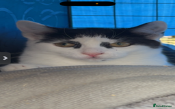 Domestic Shorthair cats for sale: Stable rescue kittens x - Image 4