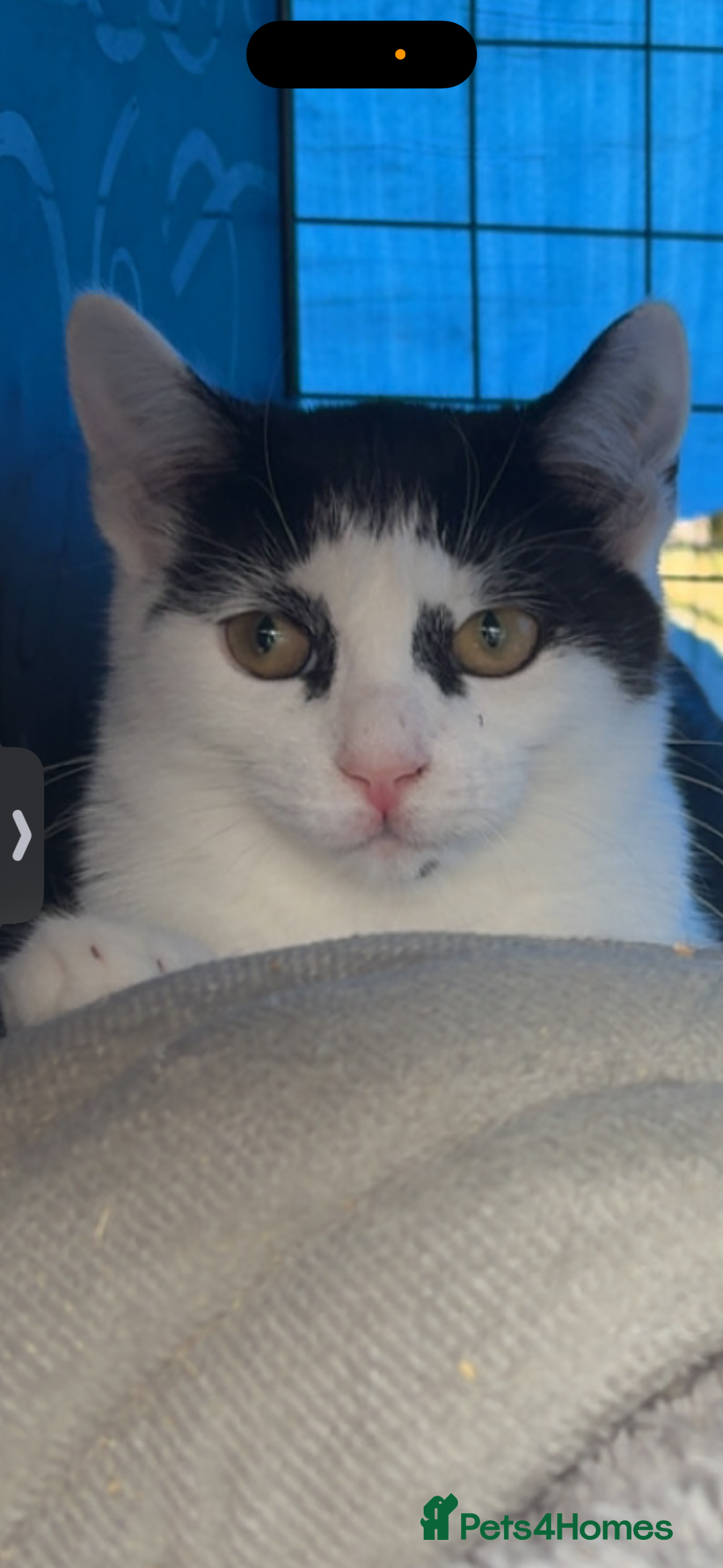 Domestic Shorthair cats for sale: Stable rescue kittens x - Image 4