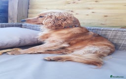 Cocker Spaniel dogs for sale: Wiski - Image 3