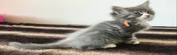 Maine Coon cats for sale: Bundles of maincoon fun  - Advert 16