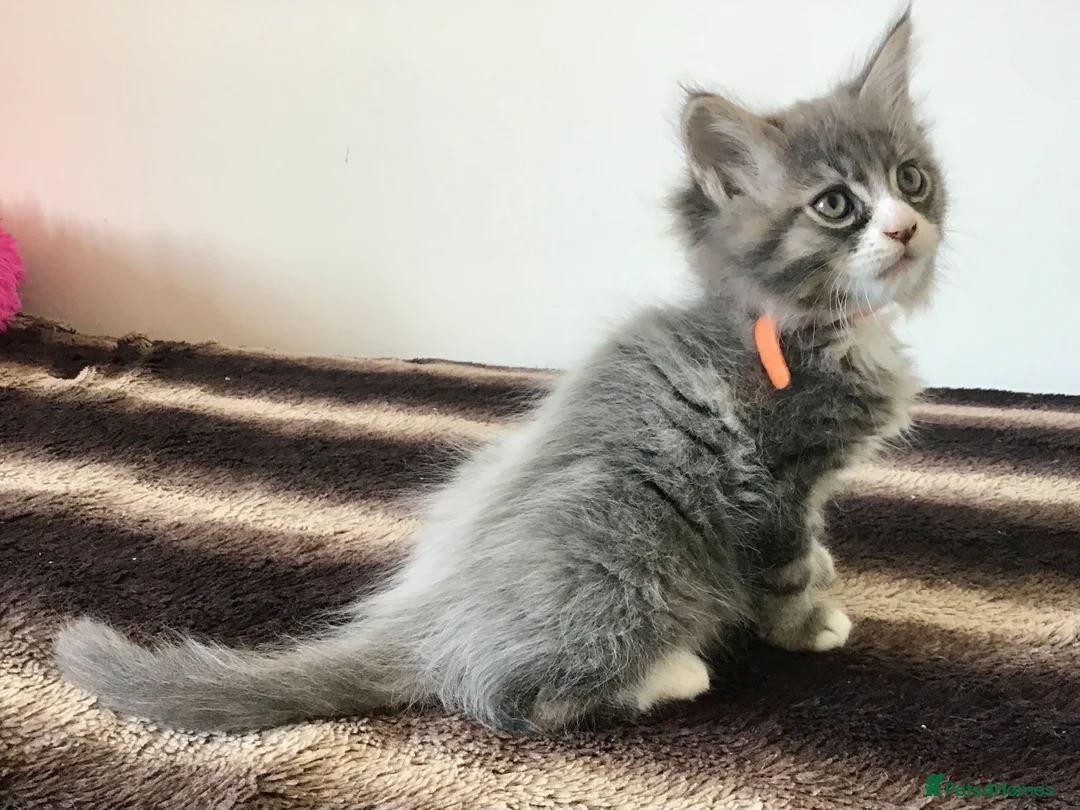 Maine Coon cats for sale: Bundles of maincoon fun  - Advert 16